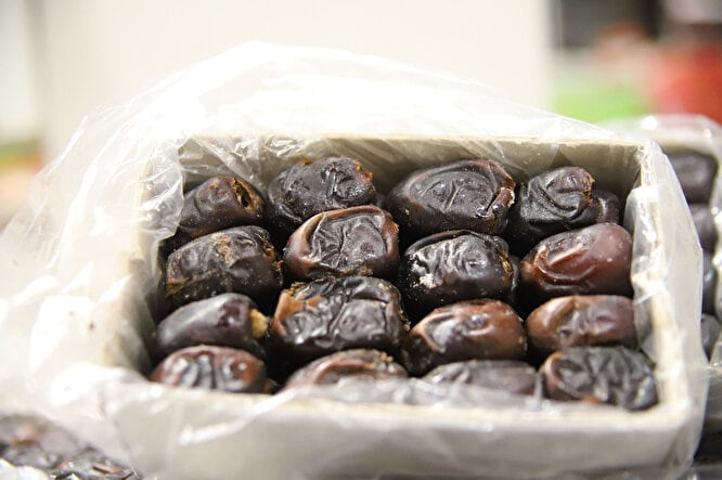 خرما مضافتی خوشه ای برداشت تازه از نخل های قدیمی